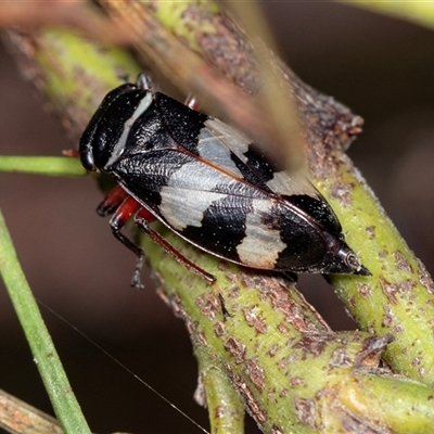 Platyeurymela sp. (genus) (Leafhopper) at Palerang, NSW - 7 Jan 2025 by AlisonMilton