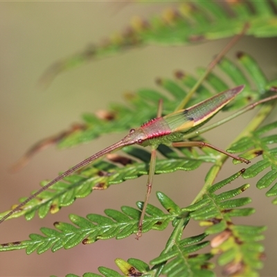 Narea sp. (genus) (A katydid) at Palerang, NSW - 7 Jan 2025 by Csteele4