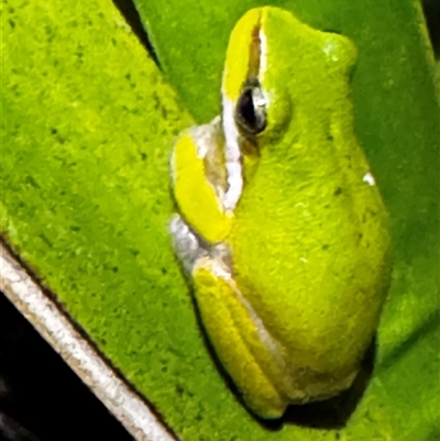 Unidentified Reptile or Frog at South Durras, NSW - 7 Jan 2025 by ajlandford