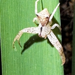 Sidymella sp. (genus) (A crab spider) at South Durras, NSW - 7 Jan 2025 by ajlandford