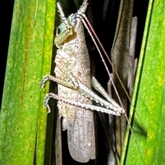 Unidentified Grasshopper, Cricket or Katydid (Orthoptera) at South Durras, NSW - 7 Jan 2025 by ajlandford