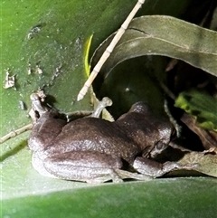 Litoria peronii at South Durras, NSW - 7 Jan 2025 by ajlandford