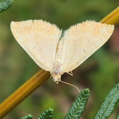 Scopula (genus) (A wave moth) at Palerang, NSW - 7 Jan 2025 by clarehoneydove