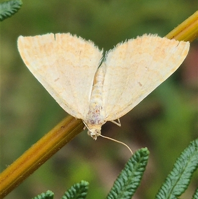 Scopula (genus) (A wave moth) at Palerang, NSW - 7 Jan 2025 by clarehoneydove
