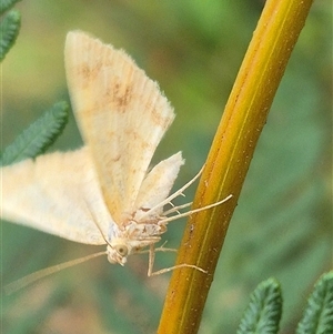 Scopula (genus) at Palerang, NSW - 7 Jan 2025