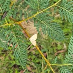 Scopula (genus) at Palerang, NSW - 7 Jan 2025