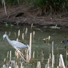 Egretta novaehollandiae (White-faced Heron) at Belconnen, ACT - 7 Jan 2025 by Untidy