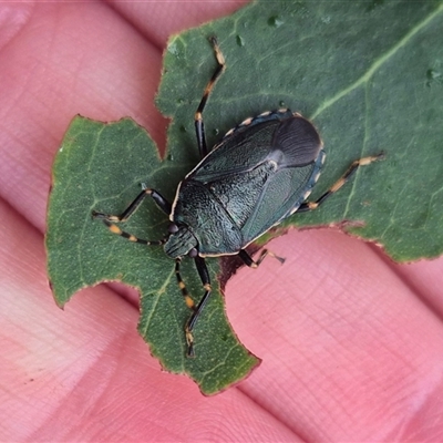 Notius depressus (Shield bug) at Palerang, NSW - 7 Jan 2025 by clarehoneydove