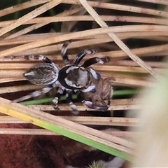 Maratus scutulatus (A jumping spider) at Palerang, NSW - 7 Jan 2025 by clarehoneydove