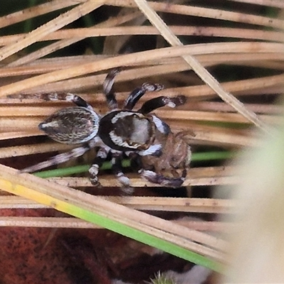 Maratus scutulatus (A jumping spider) at Palerang, NSW - 7 Jan 2025 by clarehoneydove