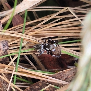 Maratus scutulatus at Palerang, NSW - 7 Jan 2025