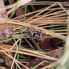 Maratus scutulatus at Palerang, NSW - 7 Jan 2025 03:12 PM