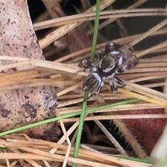 Maratus scutulatus at Palerang, NSW - 7 Jan 2025 03:12 PM