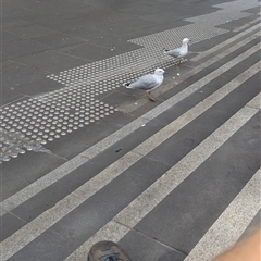 Chroicocephalus novaehollandiae (Silver Gull) at Docklands, VIC - 4 Jan 2025 by Darcy