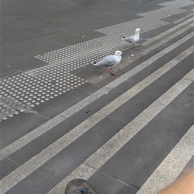 Chroicocephalus novaehollandiae (Silver Gull) at Docklands, VIC - 4 Jan 2025 by Darcy