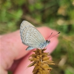 Zizina otis (Common Grass-Blue) at Palerang, NSW - 7 Jan 2025 by clarehoneydove