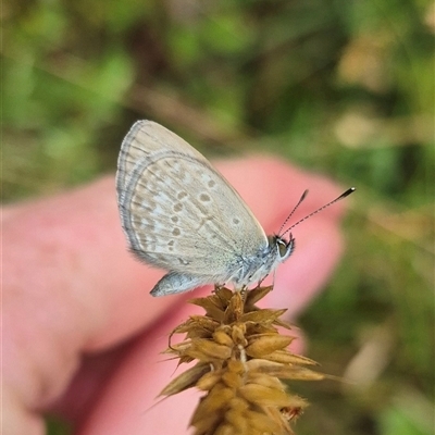 Zizina otis (Common Grass-Blue) at Palerang, NSW - 7 Jan 2025 by clarehoneydove