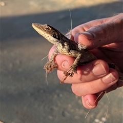 Gowidon longirostris (Long-nosed Dragon) at Lake Mackay, NT - 24 Dec 2024 by Darcy