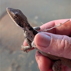 Gowidon longirostris at Lake Mackay, NT - 24 Dec 2024 06:57 PM