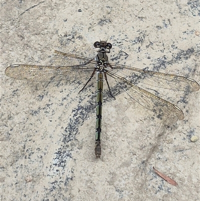 Diphlebia nymphoides at Bungendore, NSW - 6 Jan 2025 by clarehoneydove