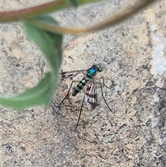 Heteropsilopus ingenuus (A long-legged fly) at Bungendore, NSW - 6 Jan 2025 by clarehoneydove