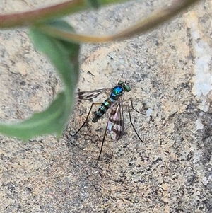 Heteropsilopus ingenuus at Bungendore, NSW - suppressed