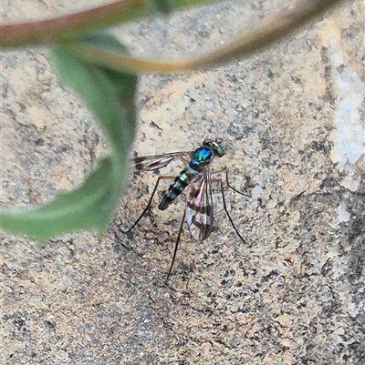 Heteropsilopus ingenuus (A long-legged fly) at Bungendore, NSW - 6 Jan 2025 by clarehoneydove