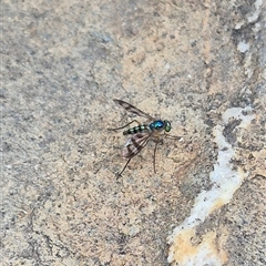 Heteropsilopus ingenuus at Bungendore, NSW - suppressed