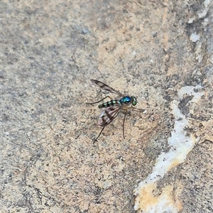 Heteropsilopus ingenuus at Bungendore, NSW - suppressed