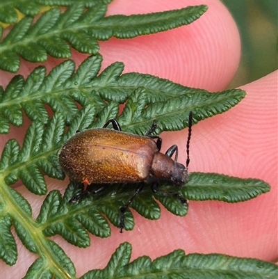 Ecnolagria sp. (genus) (A brown darkling beetle) at Palerang, NSW - 7 Jan 2025 by clarehoneydove