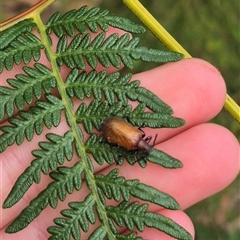 Ecnolagria sp. (genus) at Palerang, NSW - 7 Jan 2025