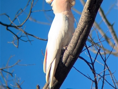 Lophochroa leadbeateri mollis (Pink Cockatoo) at Lake Mackay, NT - 25 Dec 2024 by Darcy