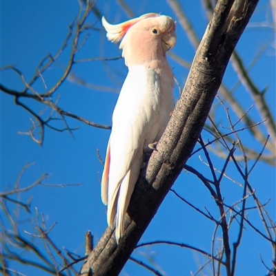 Lophochroa leadbeateri mollis (Pink Cockatoo) at Lake Mackay, NT - 24 Dec 2024 by Darcy