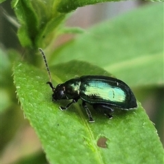 Altica sp. (genus) at Bungendore, NSW - 6 Jan 2025 by clarehoneydove