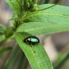 Altica sp. (genus) at Bungendore, NSW - suppressed