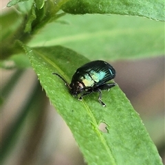 Altica sp. (genus) at Bungendore, NSW - suppressed