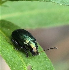 Altica sp. (genus) at Bungendore, NSW - suppressed