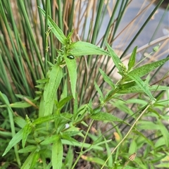 Altica sp. (genus) at Bungendore, NSW - suppressed