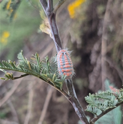 Monophlebulus sp. (genus) (Giant Snowball Mealybug) at Bungendore, NSW - 6 Jan 2025 by clarehoneydove