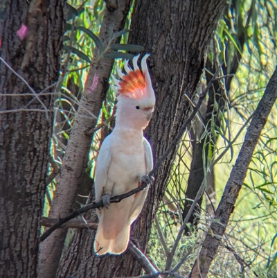 Lophochroa leadbeateri mollis (Pink Cockatoo) at Lake Mackay, NT - 25 Dec 2024 by Darcy