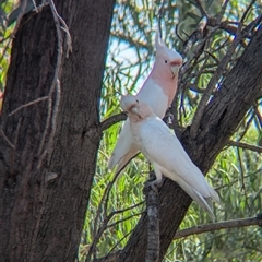 Lophochroa leadbeateri mollis at suppressed - suppressed