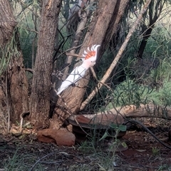 Lophochroa leadbeateri mollis at suppressed - suppressed