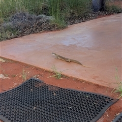 Varanus gouldii (Sand Goanna) at Lake Mackay, NT - 26 Dec 2024 by Darcy