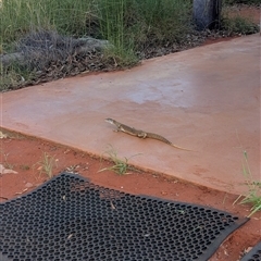 Varanus gouldii at Lake Mackay, NT - 26 Dec 2024 09:30 AM