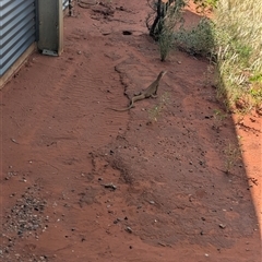 Varanus gouldii at Lake Mackay, NT - 26 Dec 2024 09:30 AM