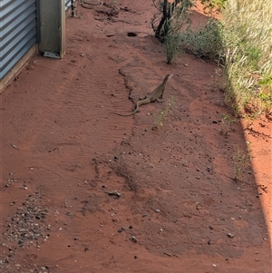 Varanus gouldii at Lake Mackay, NT - 26 Dec 2024 09:30 AM