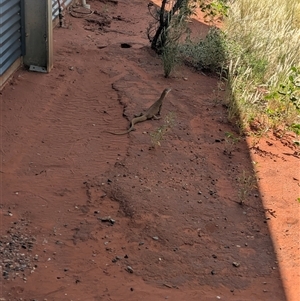 Varanus gouldii at Lake Mackay, NT - 26 Dec 2024 09:30 AM