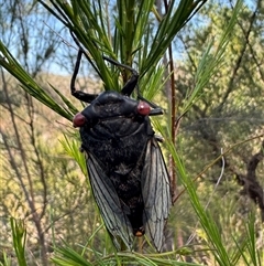 Psaltoda moerens (Redeye cicada) at Pheasants Nest, NSW - 4 Jan 2025 by EmmBee