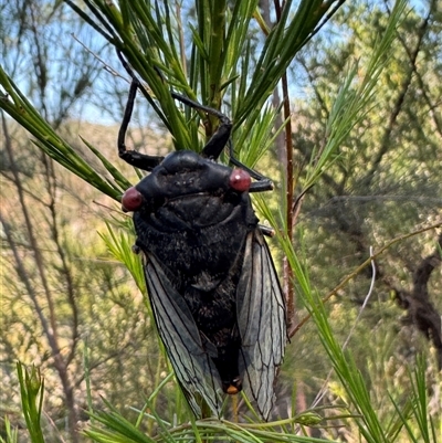 Psaltoda moerens (Redeye cicada) at Pheasants Nest, NSW - 3 Jan 2025 by EmmBee