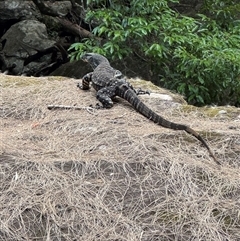 Varanus varius (Lace Monitor) at Ettrema, NSW - 29 Dec 2024 by EmmBee